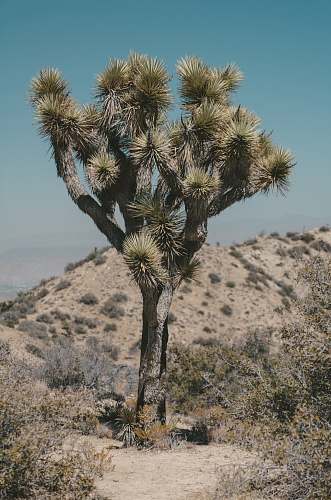 united states tree on desert cactus